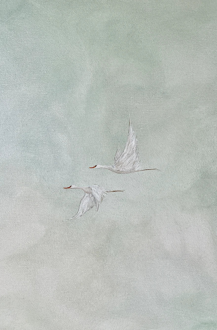 Swans in the spring
